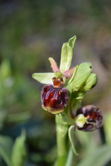 Primi fiori di Ophrys sphegodes subsp. panormitana, Sicilia.